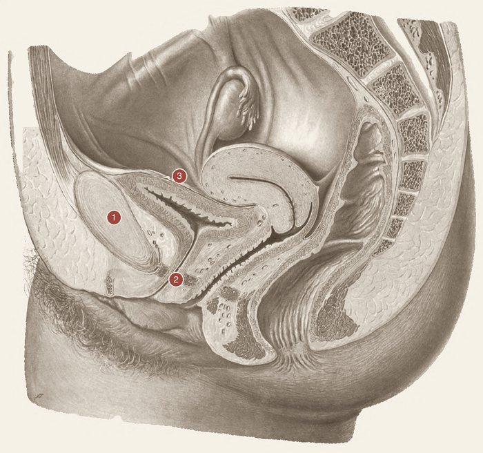 Compartimento anterior da pelve — desenho anatômico a grafite sobre papel marfim; em vermelho-óxido, compartimento anterior. A imagem não traz texto: as estruturas estão na legenda.