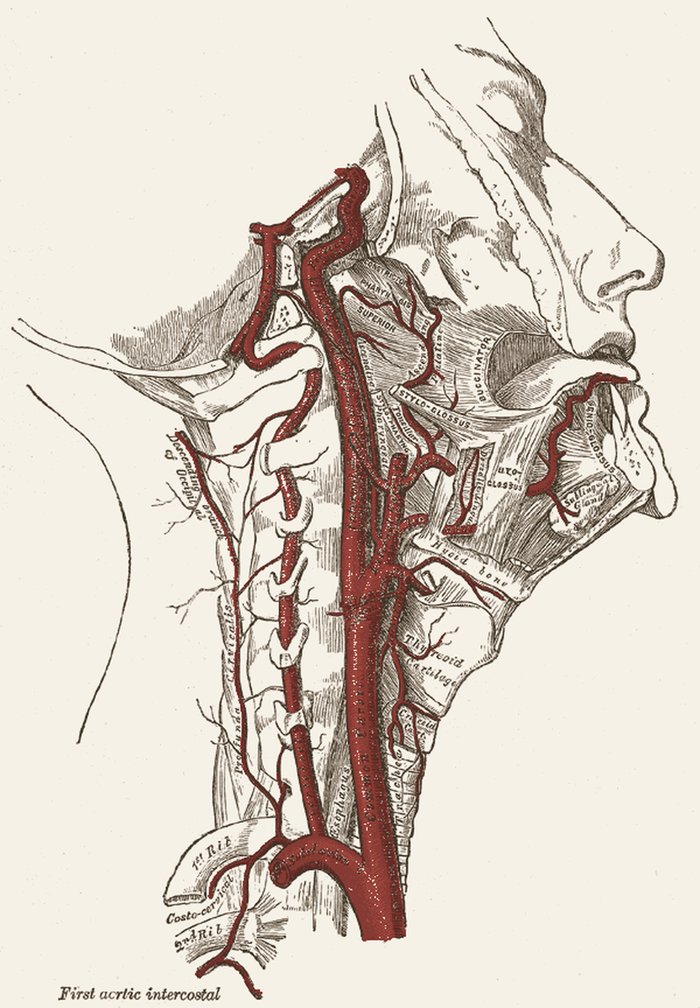 Carótida interna e vertebral, o mapa do Doppler — desenho anatômico a grafite sobre papel marfim; em vermelho-óxido, carótida interna e vertebral, o mapa do. A imagem não traz texto: as estruturas estão na legenda.